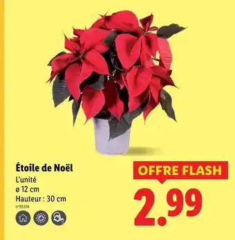 Lidl Étoile de noël offre