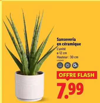 Lidl Sanseveria en céramique offre
