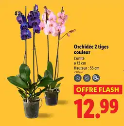 Lidl Orchidée 2 tiges couleur offre