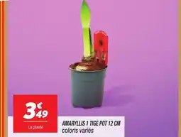 Netto Amaryllis 1 tige pot offre