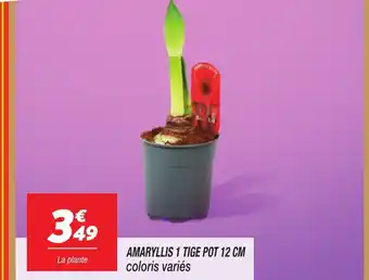 Netto Amaryllis 1 tige pot offre