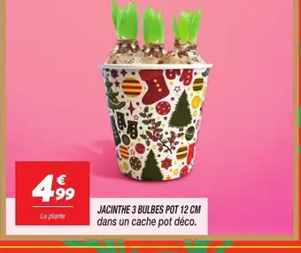 Netto Jacinthe 3 bulbes pot offre