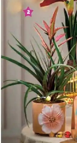 Super U Plante fleurie luxe offre