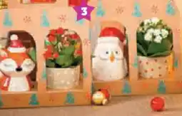 Super U Coffret plante et figurine offre