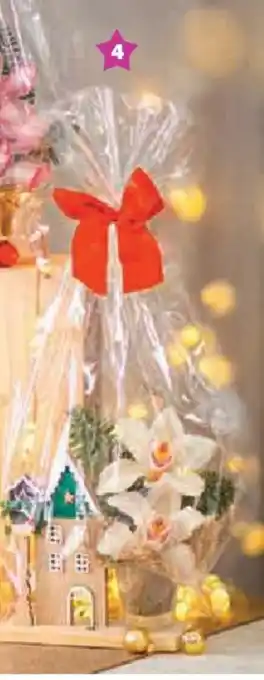 Super U Composition cymbidium offre