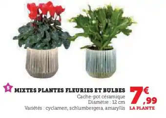 Super U Mixtes plantes fleuries et bulbes offre