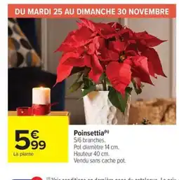 Carrefour Market Poinsettia offre