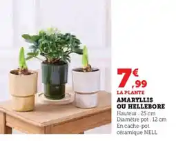 Hyper U Amaryllis ou hellebore offre