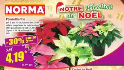 Norma Poinsettia Trio offre