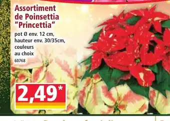 Norma Assortiment de Poinsettia Princettia offre