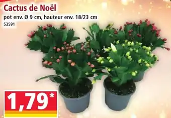 Norma Cactus de Noël offre