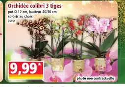 Norma Orchidée colibri 3 tiges offre