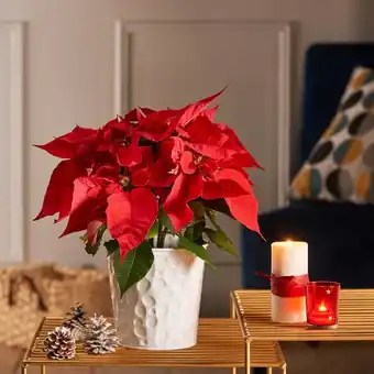 Carrefour Market Poinsettia offre