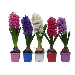 Carrefour Foire aux bulbes offre