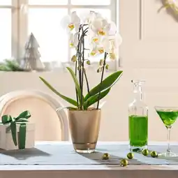 Carrefour Orchidée cascade offre