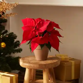 Carrefour Poinsettia offre