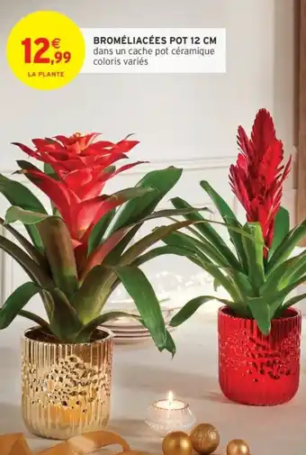 Intermarché Broméliacées pot offre