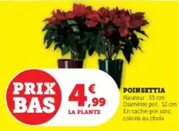 Super U Poinsettia offre