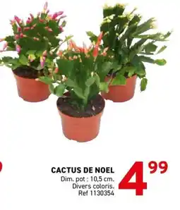 Trafic Cactus de noel offre