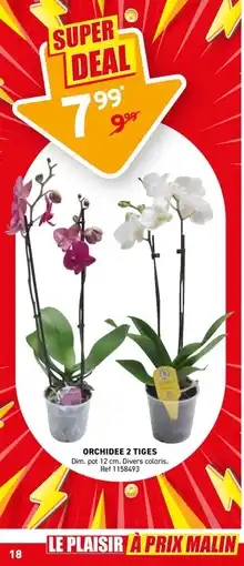 Trafic Orchidee 2 tiges offre