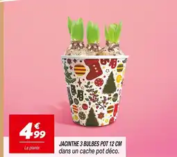 Netto Jacinthe 3 bulbes pot 12 cm offre