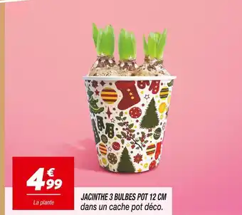 Netto Jacinthe 3 bulbes pot 12 cm offre