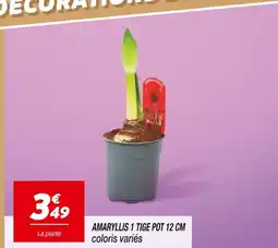 Netto Amaryllis 1 tige pot 12 cm offre