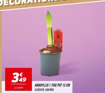 Netto Amaryllis 1 tige pot 12 cm offre