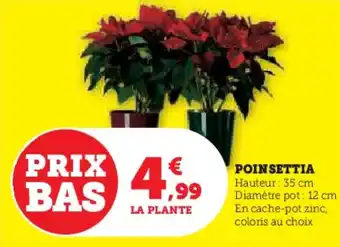 Hyper U Poinsettia offre