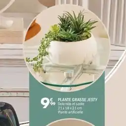 La Foir'Fouille Plante grasse jesty offre