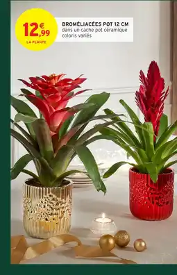 Intermarché Hyper Broméliacées pot offre