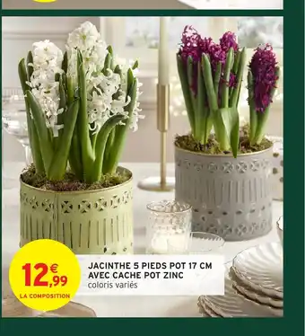 Intermarché Hyper Jacinthe 5 pieds pot avec cache pot zinc offre