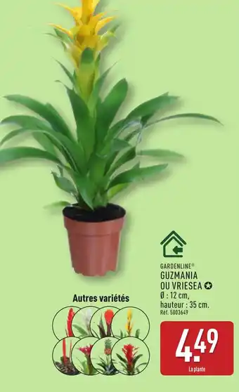 ALDI Guzmania ou vriesea offre