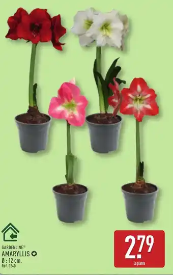 ALDI Amaryllis offre