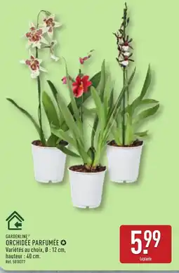 ALDI Gardenline orchidée parfumée offre