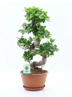 Jardiland Ficus ginseng offre