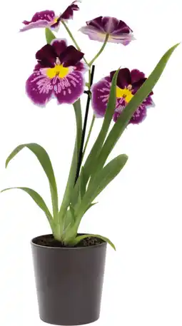 Jardiland Orchidée offre