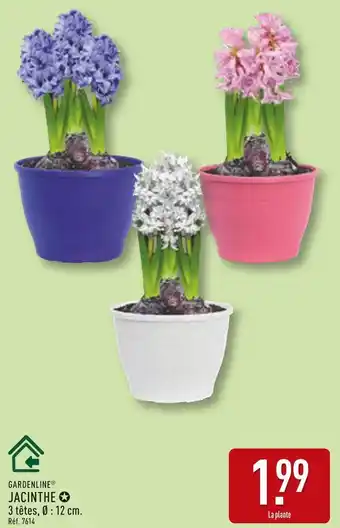 ALDI Gardenline jacinthe offre