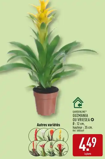 ALDI Gardenline guzmania ou vriesea offre