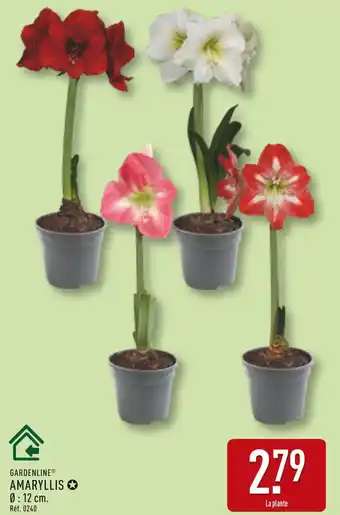 ALDI Gardenline amaryllis rouge offre