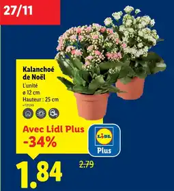 Lidl Kalanchoé de noël offre