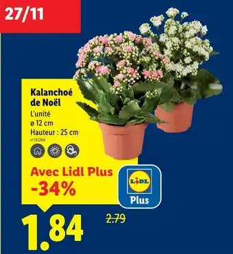 Lidl Kalanchoé de noël offre