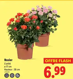 Lidl Rosier offre
