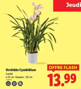Lidl Orchidée cymbidium offre