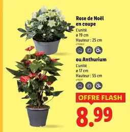 Lidl Rose de noël en coupe offre