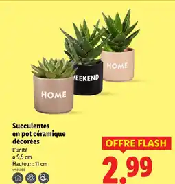 Lidl Succulentes en pot céramique décorées offre