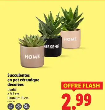 Lidl Succulentes en pot céramique décorées offre