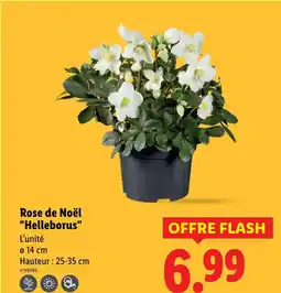 Lidl Rose de noël helleborus offre