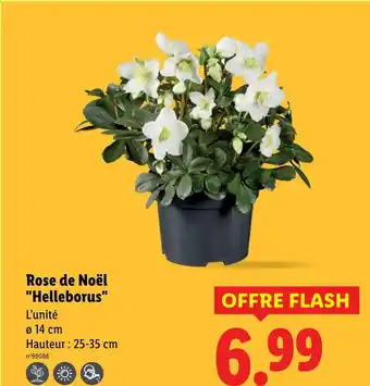 Lidl Rose de noël helleborus offre