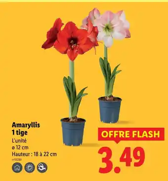 Lidl Amaryllis 1 tige offre